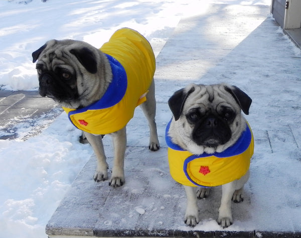 Insulated Winter Coat for Pugs: Frost Blue Snow Patrol