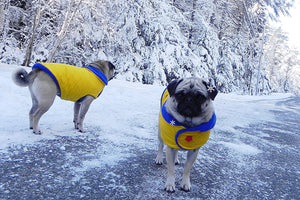 Insulated Winter Coat for Pugs: Frost Blue Snow Patrol