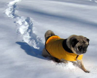 Insulated Winter Coat for Pugs: Navy Blue Snow Patrol