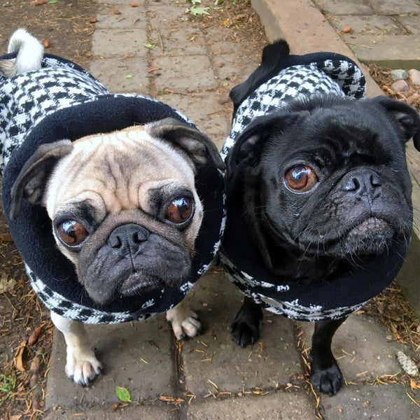 Wool Clothes for Pugs: Timeless Houndstooth