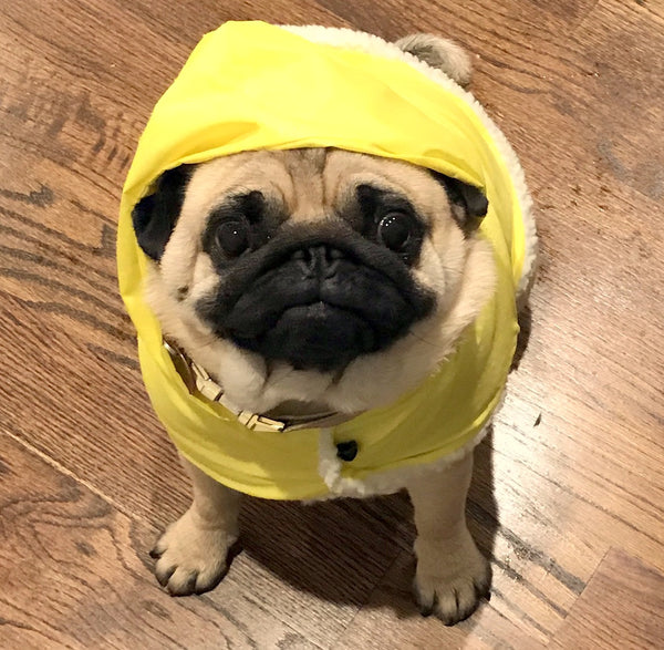 Raincoats for Pugs: Sun Shiny Day Rain Hoodies