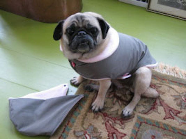 Rain Gear for Pugs: Seattle Gray Day Buster