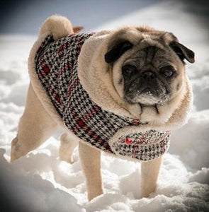 Clothes for Pugs: Lads & Lassies Wool Coat