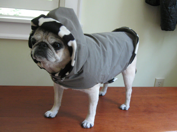 Rain Gear for Pugs: Seattle Gray Day Buster