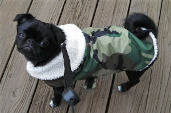 Rain Gear for Pugs: Waterproof Adventure Camo