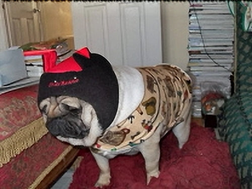 Sleepwear: Pajama's for Boy Pugs