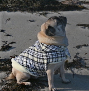 Wool Clothes for Pugs: Jackie 'O Boulce Plaid