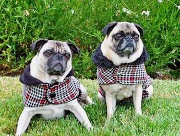 Wool Clothes for Pugs: Lads & Lassies Wool Coat