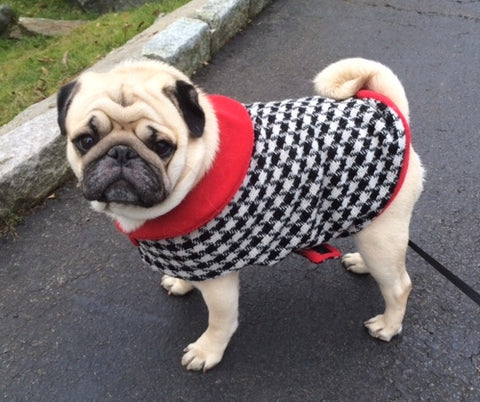 Wool Clothes for Pugs: Uptown Pug